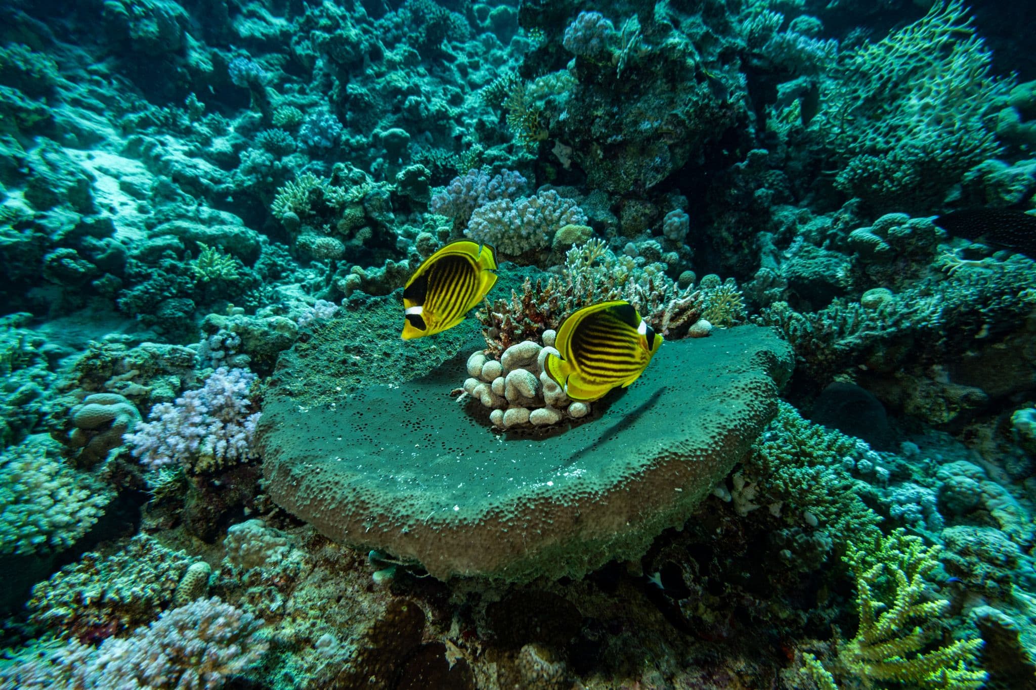 Falterfische schwimmen über Korallen im Roten Meer