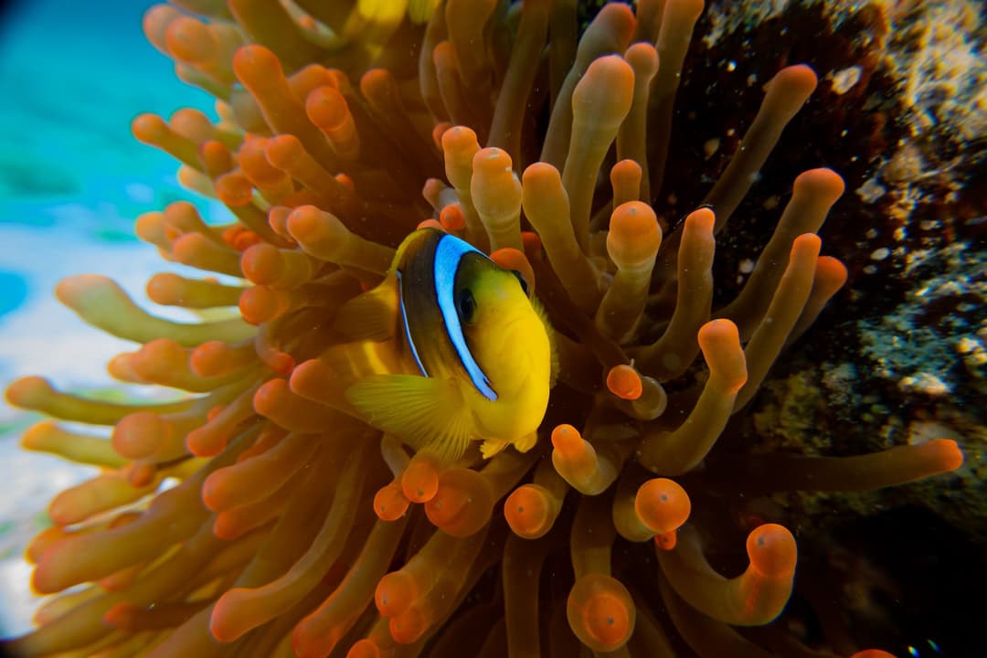 Clownfisch in einer Seeanemone an einem Riff im Roten Meer