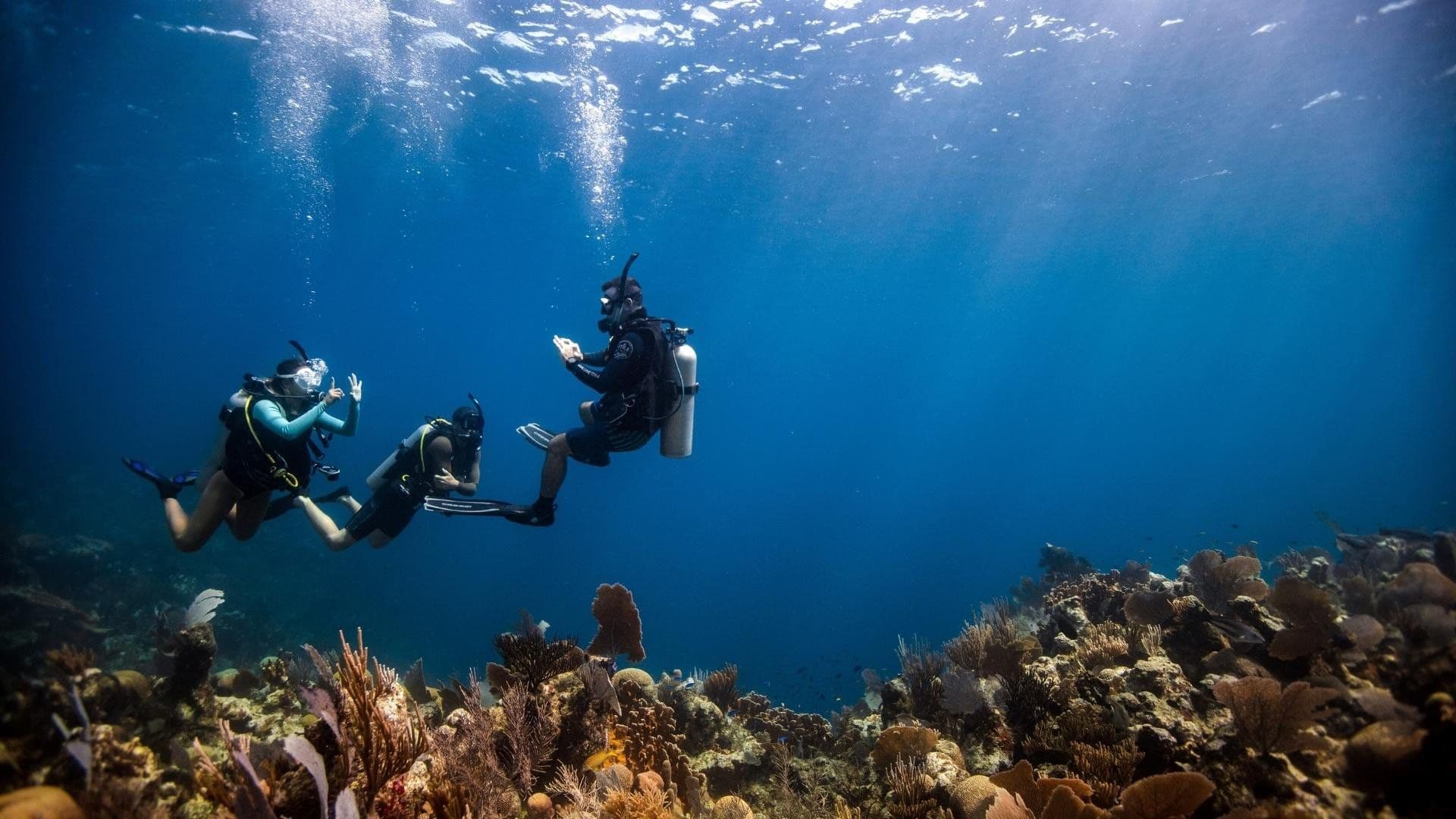 Drei Taucher schweben über einem farbenprächtigen Korallenriff im Roten Meer