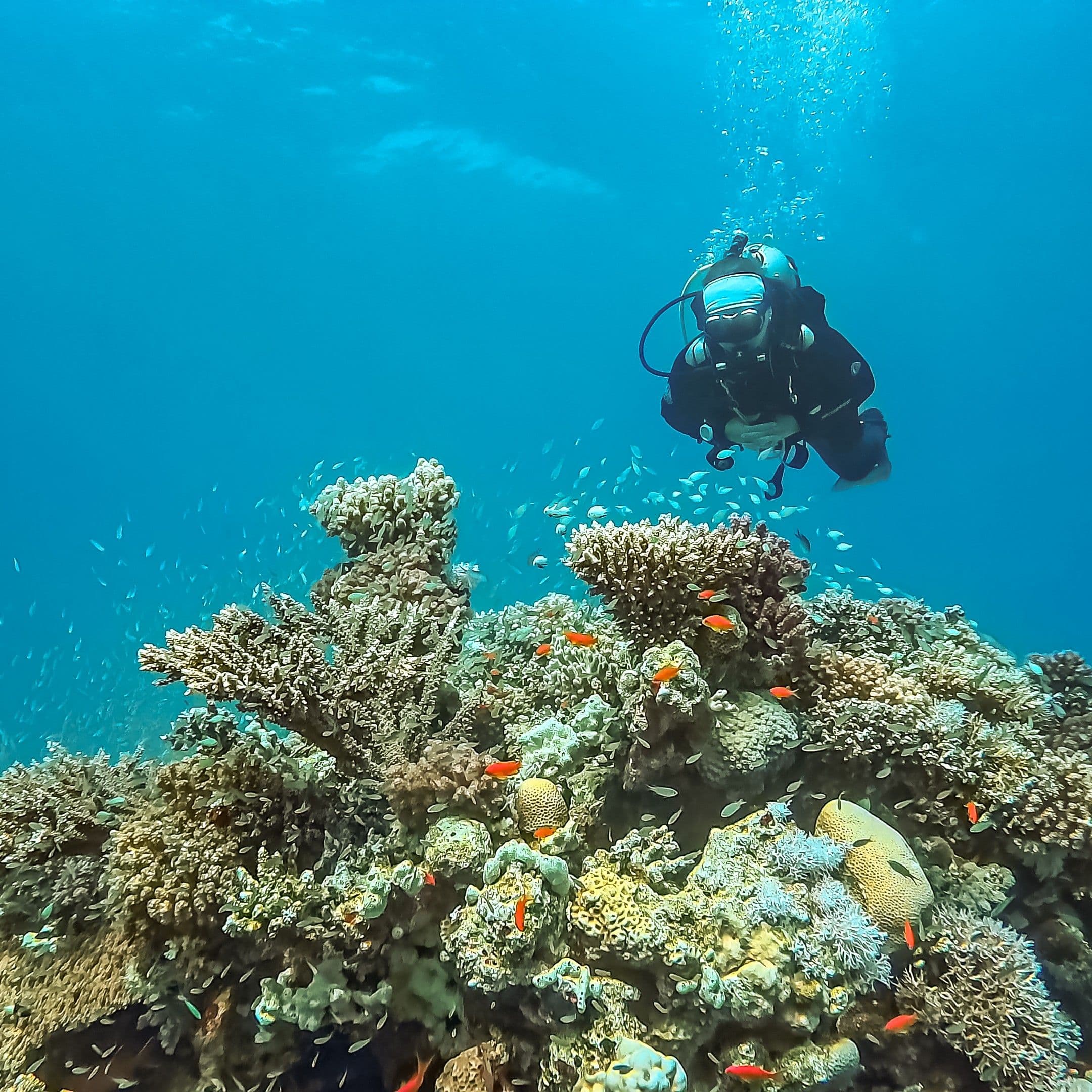 Diver explores a colorful coral reef under clear blue ocean water.