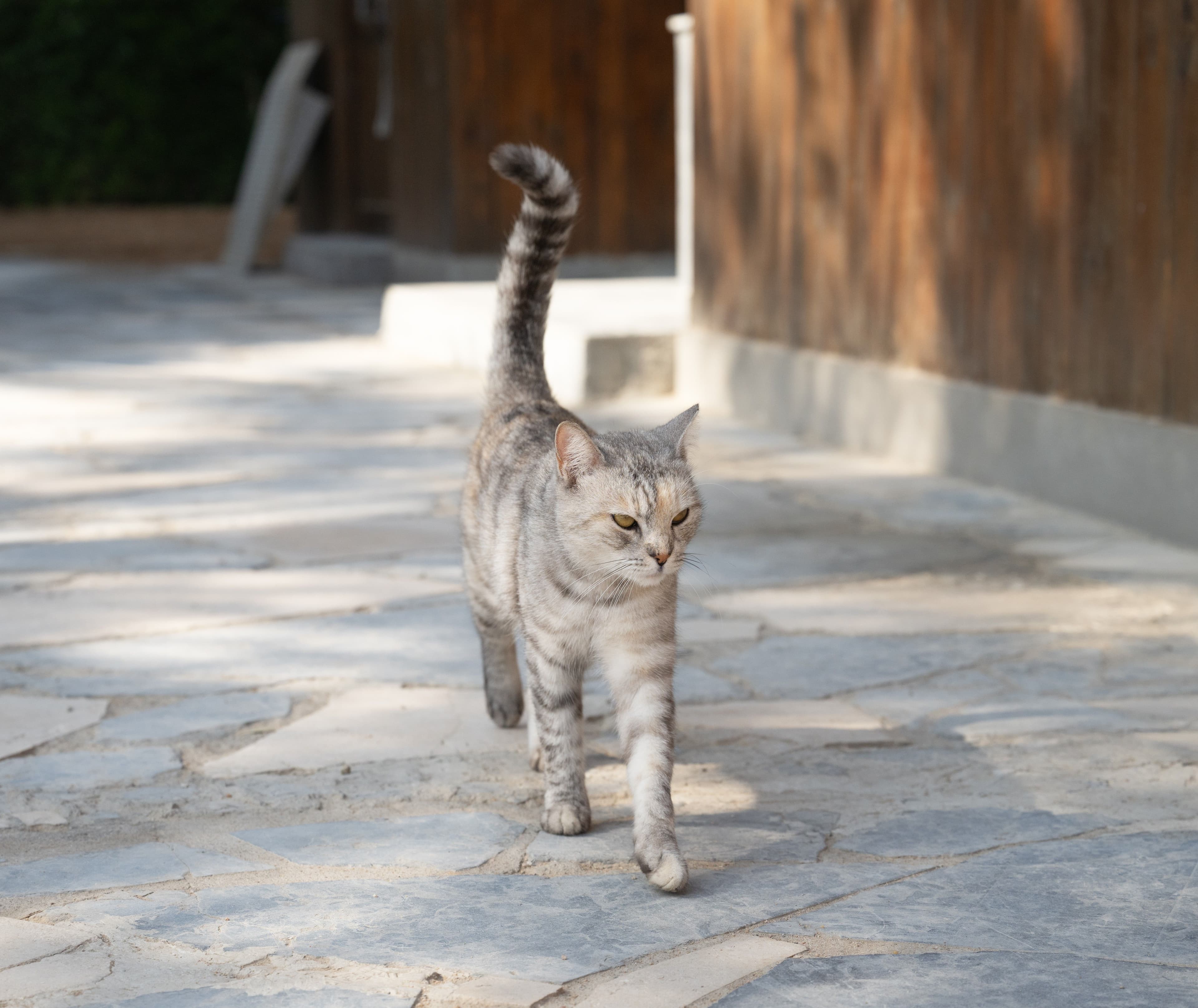 Naya, die Tauchbasen-Katze von Blue Brothers Diving, läuft an der Tauchbasis