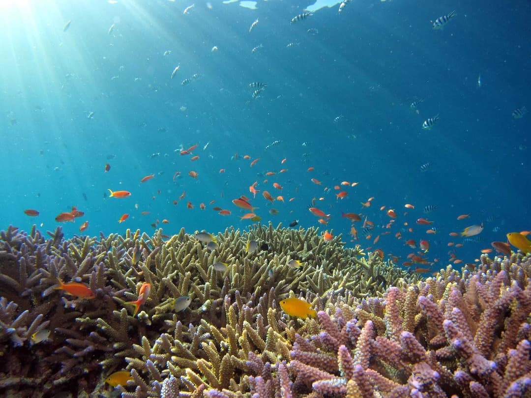 Farbenprächtige Rifffische im sonnenbeschienenen Wasser des Roten Meeres