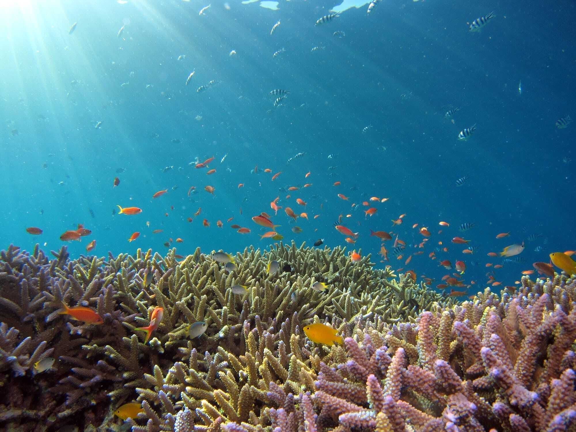Farbenprächtige Rifffische im sonnenbeschienenen Wasser des Roten Meeres