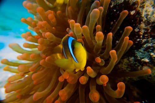 A vibrant orange and black clownfish nestled safely within the tentacles of a sea anemone.
