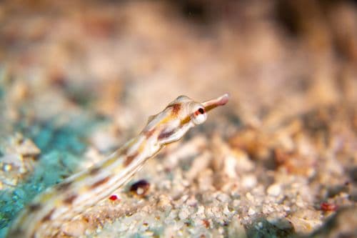 Close-up of a slender pipefish with striped patterns, blending into the sandy seabed.