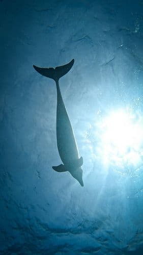Dolphin swimming downwards in blue ocean water with sunrays shining from above.