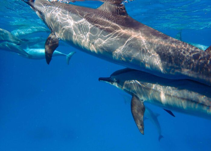 Delfin Familie