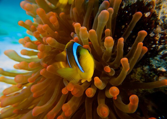 Nemo
